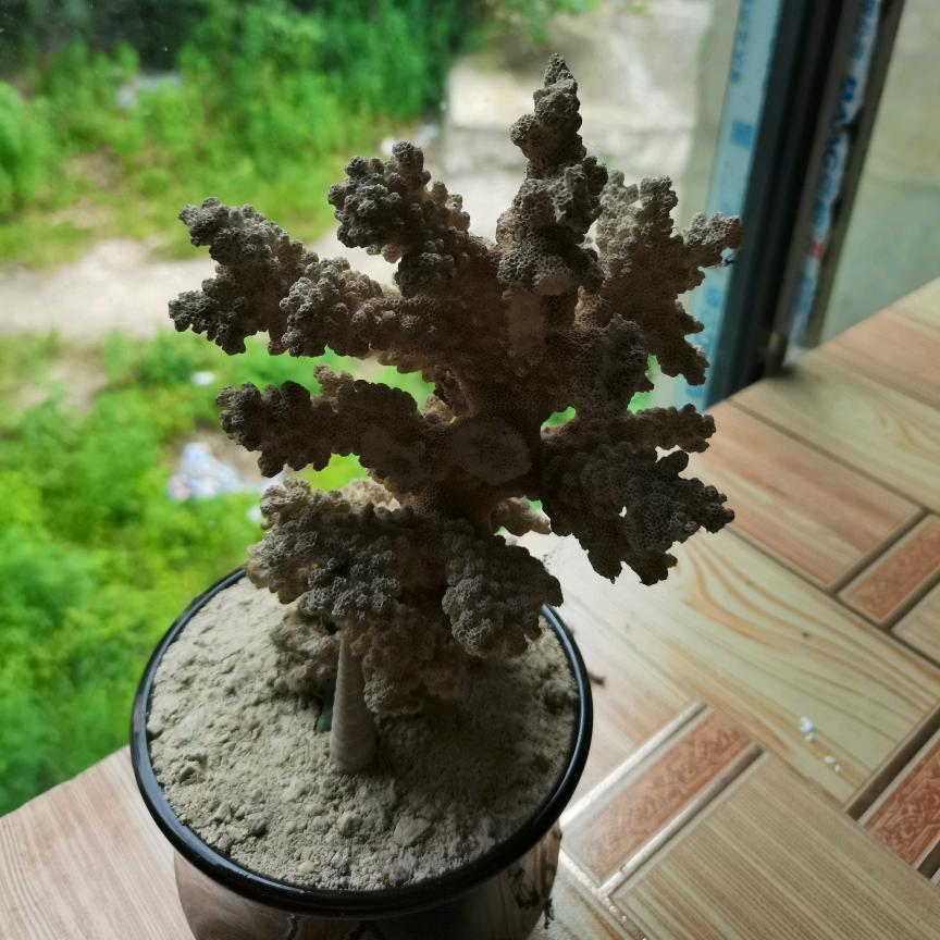 王小雯