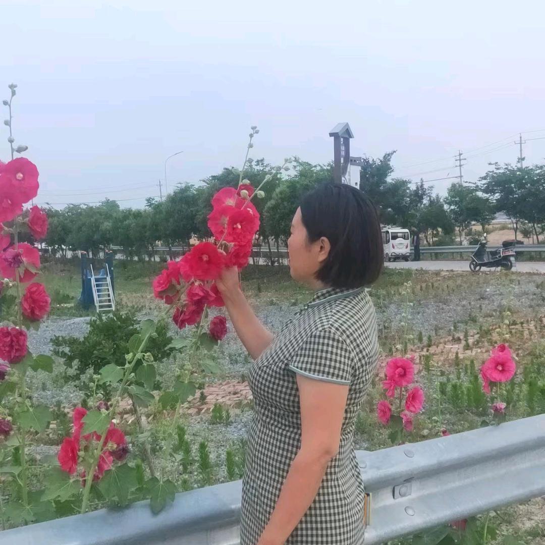 芙蓉花