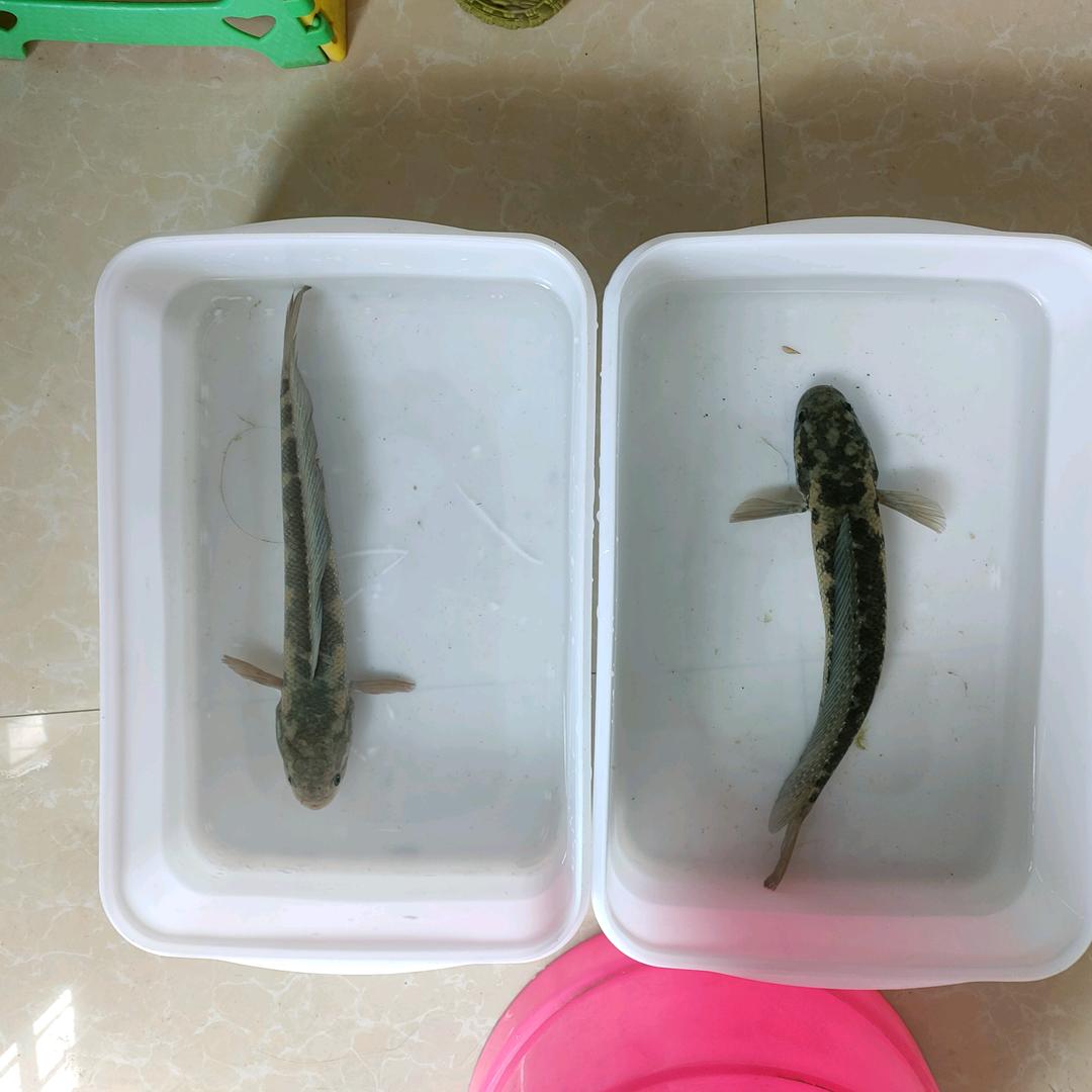 文玩鸟鱼