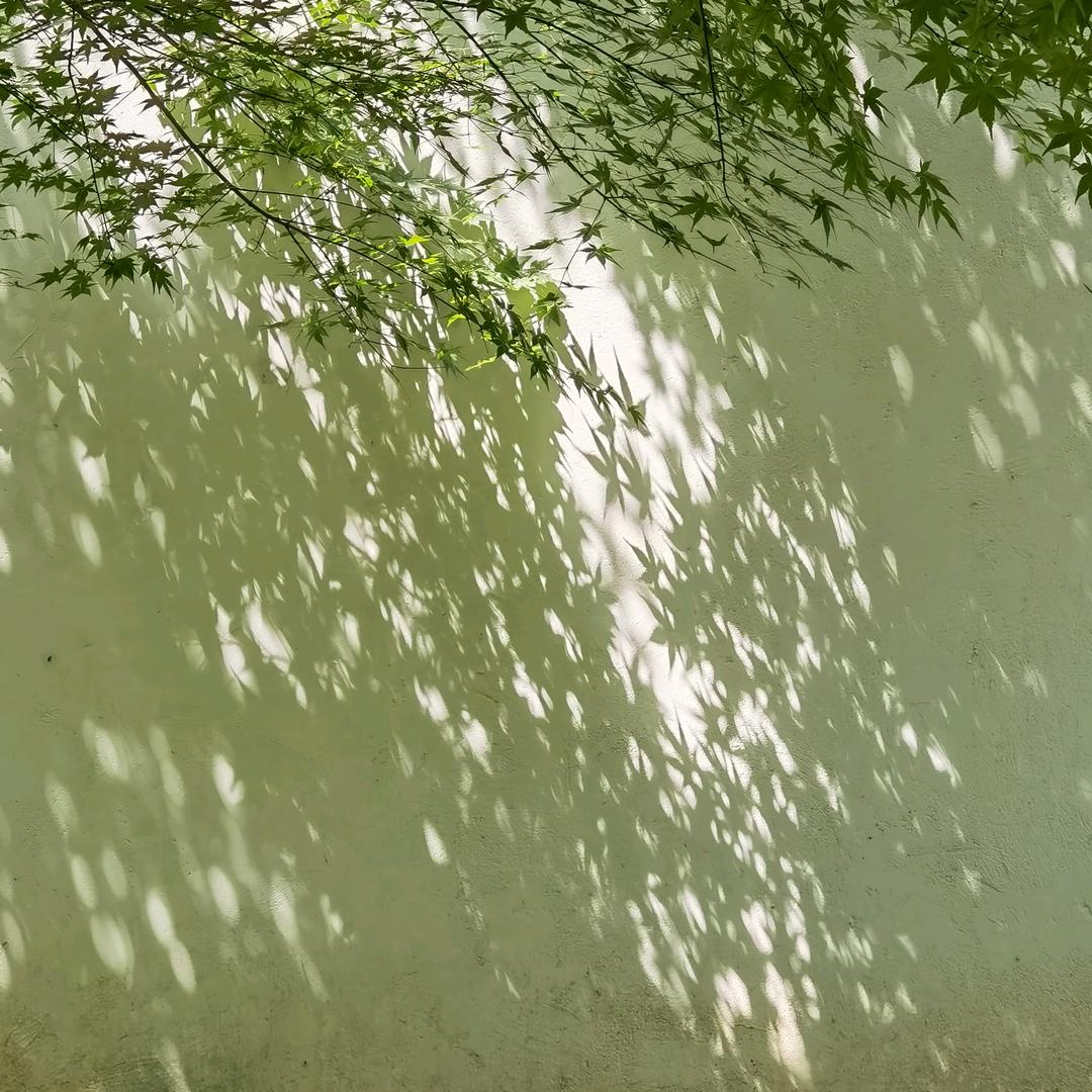 老菲