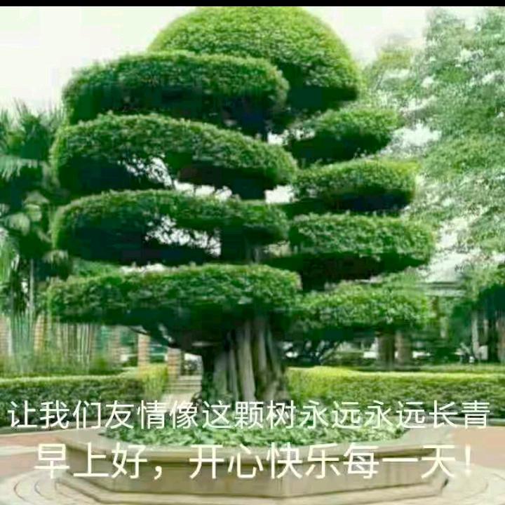 甘肃天水花牛苹果