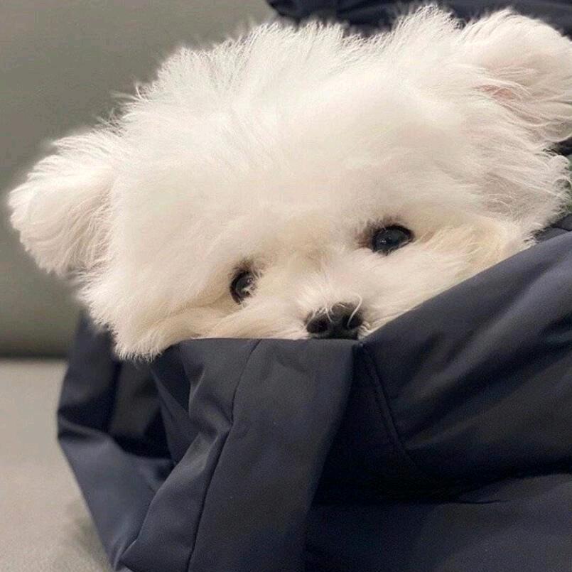 江北小鱼儿