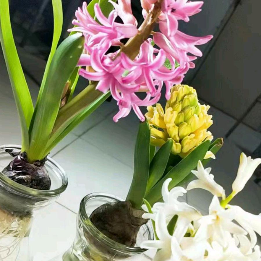 饶红。🌹🌹🌹