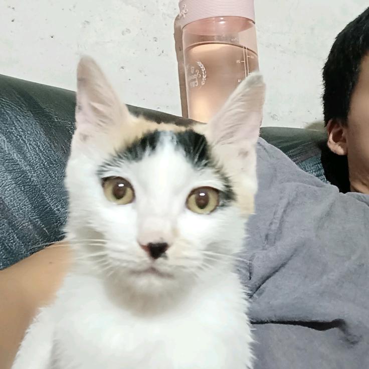 黑眉猫🐱