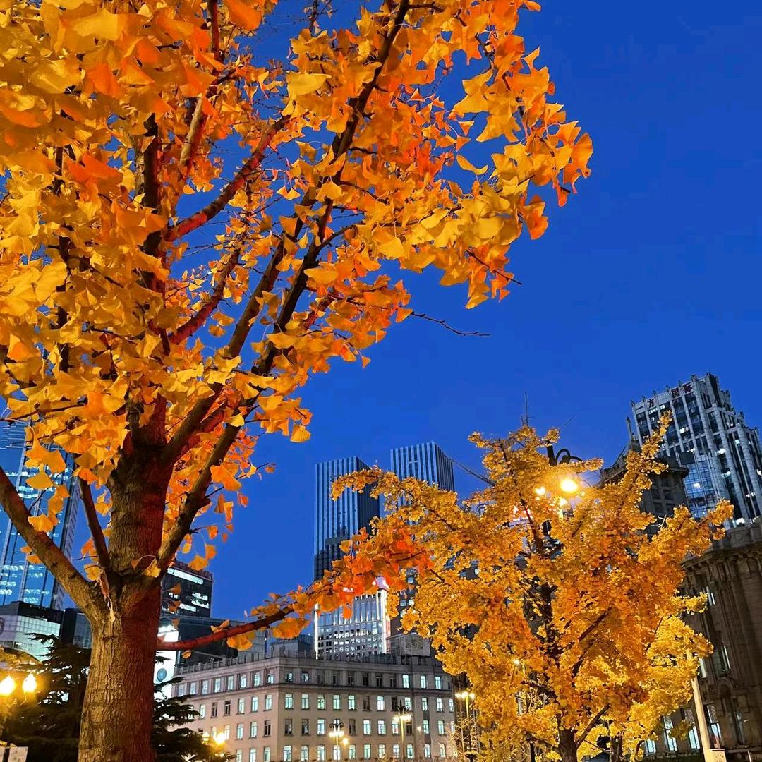 春光灿烂杨八戒