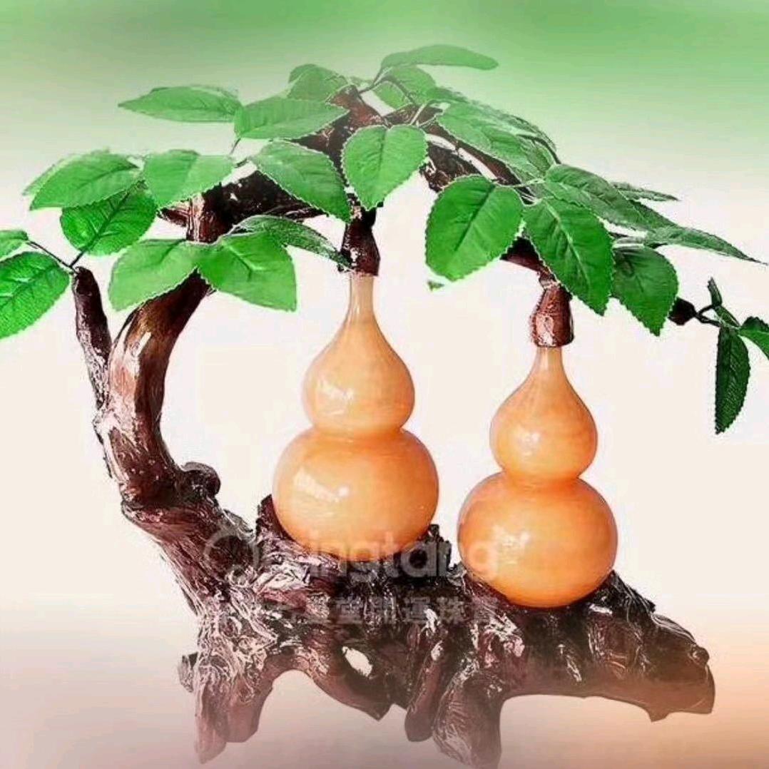 广西蓉蓉