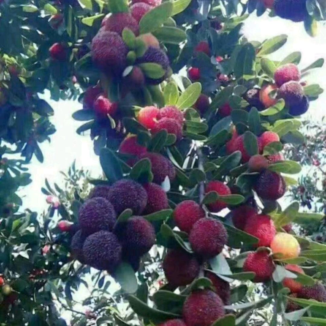 善缘15556658299