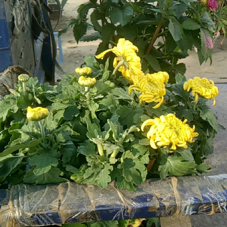 吸塑模具加工-张子辉1379987259