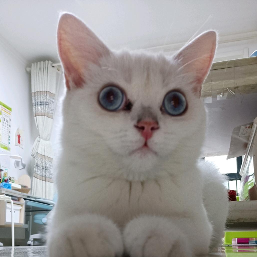 云朵☁️是一只猫呀