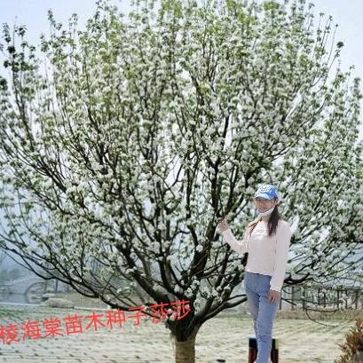 八棱海棠苗木种子莎莎