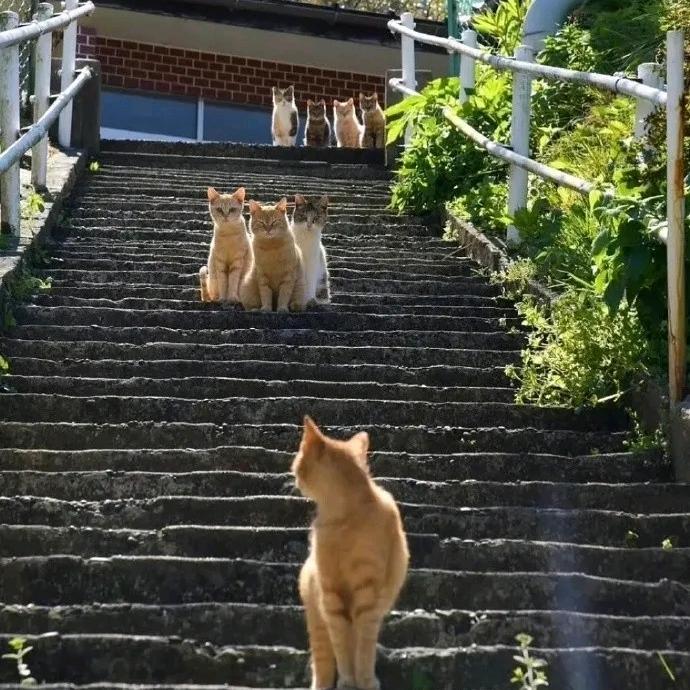 卡咯X6