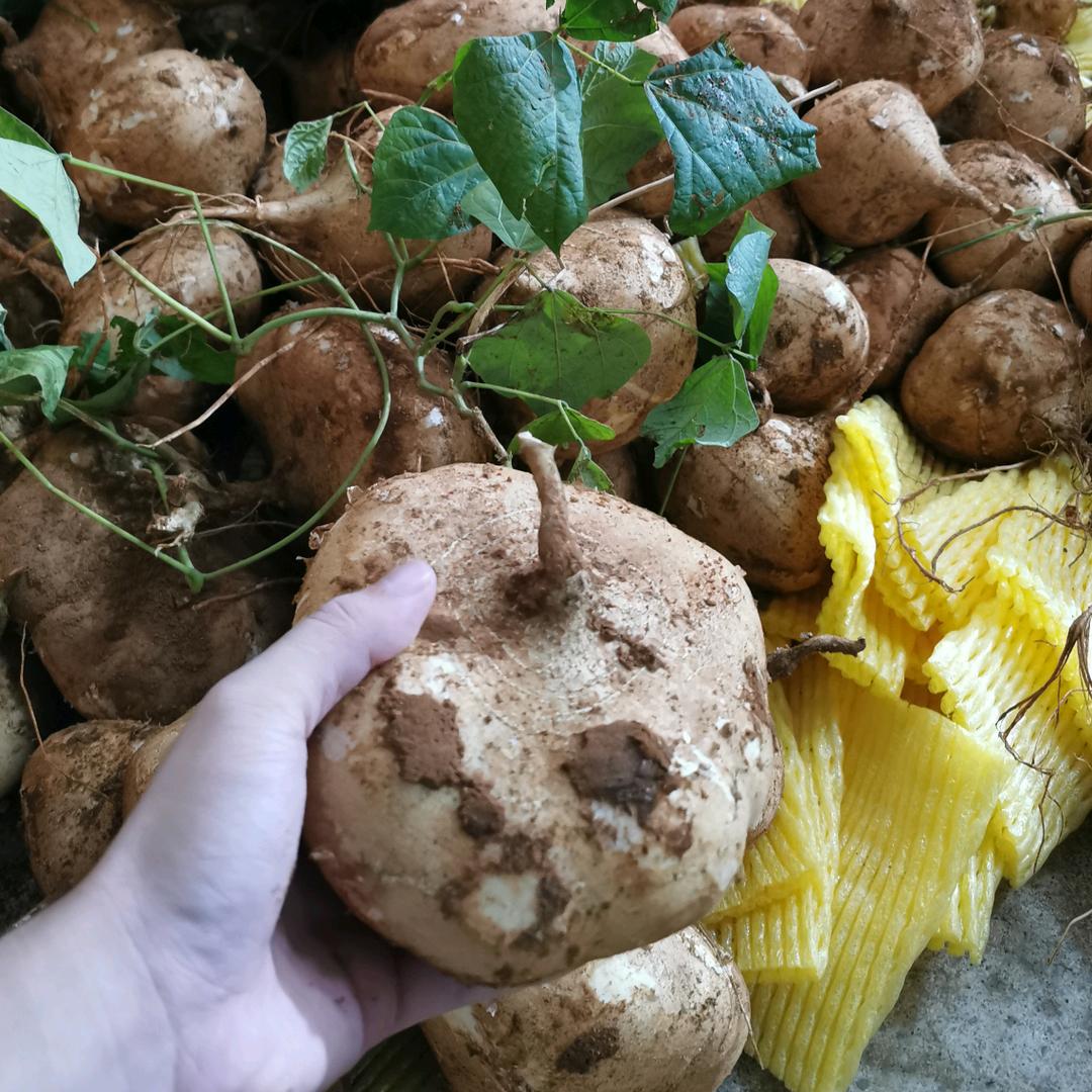 八桂蔬果