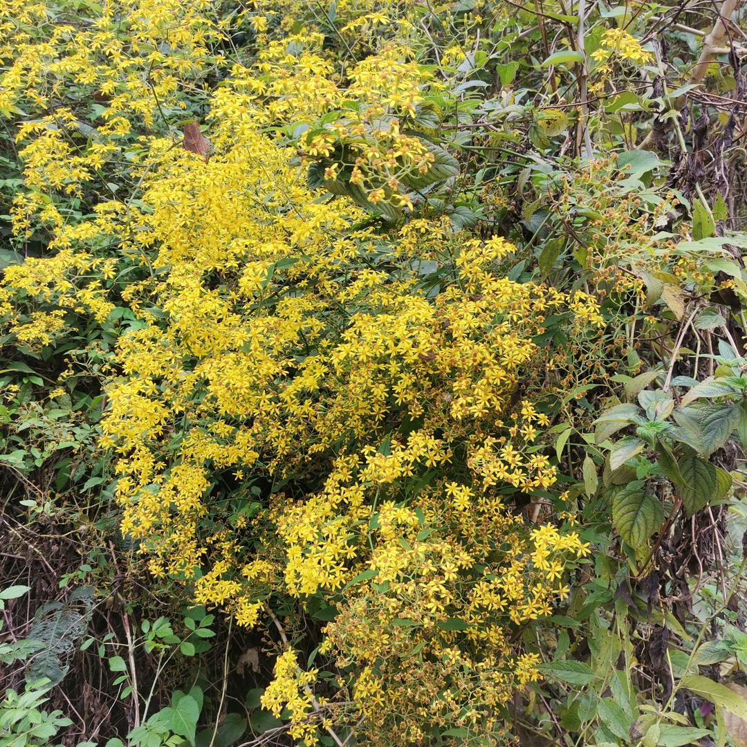 @民间㊣秘方🏝