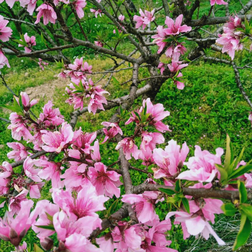 再不疯狂就老了。