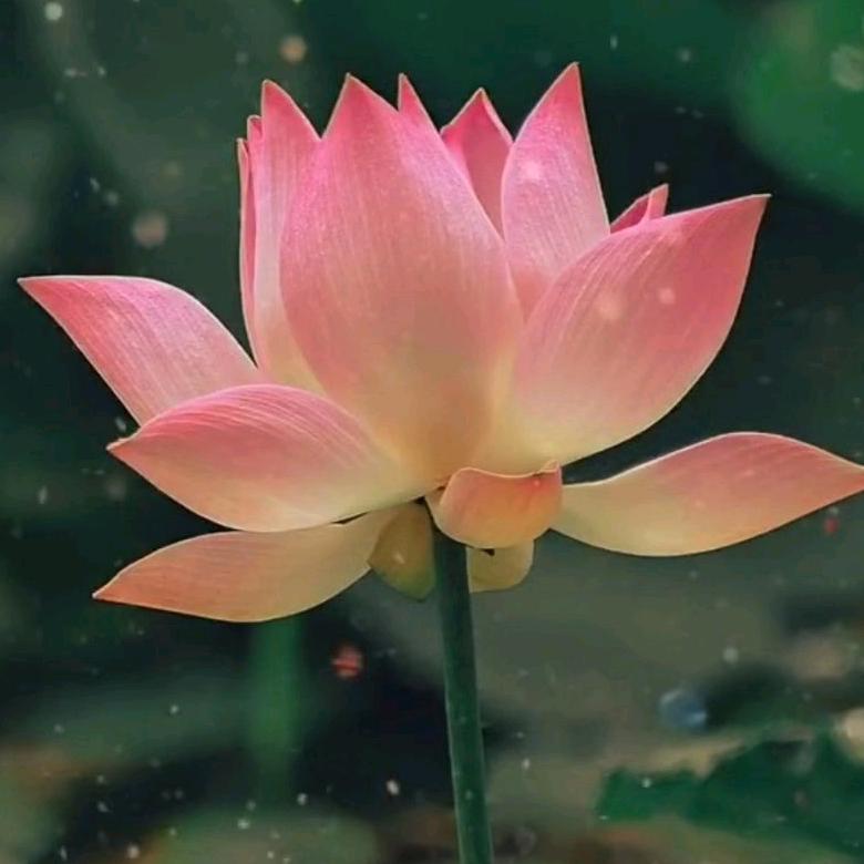 秀芳