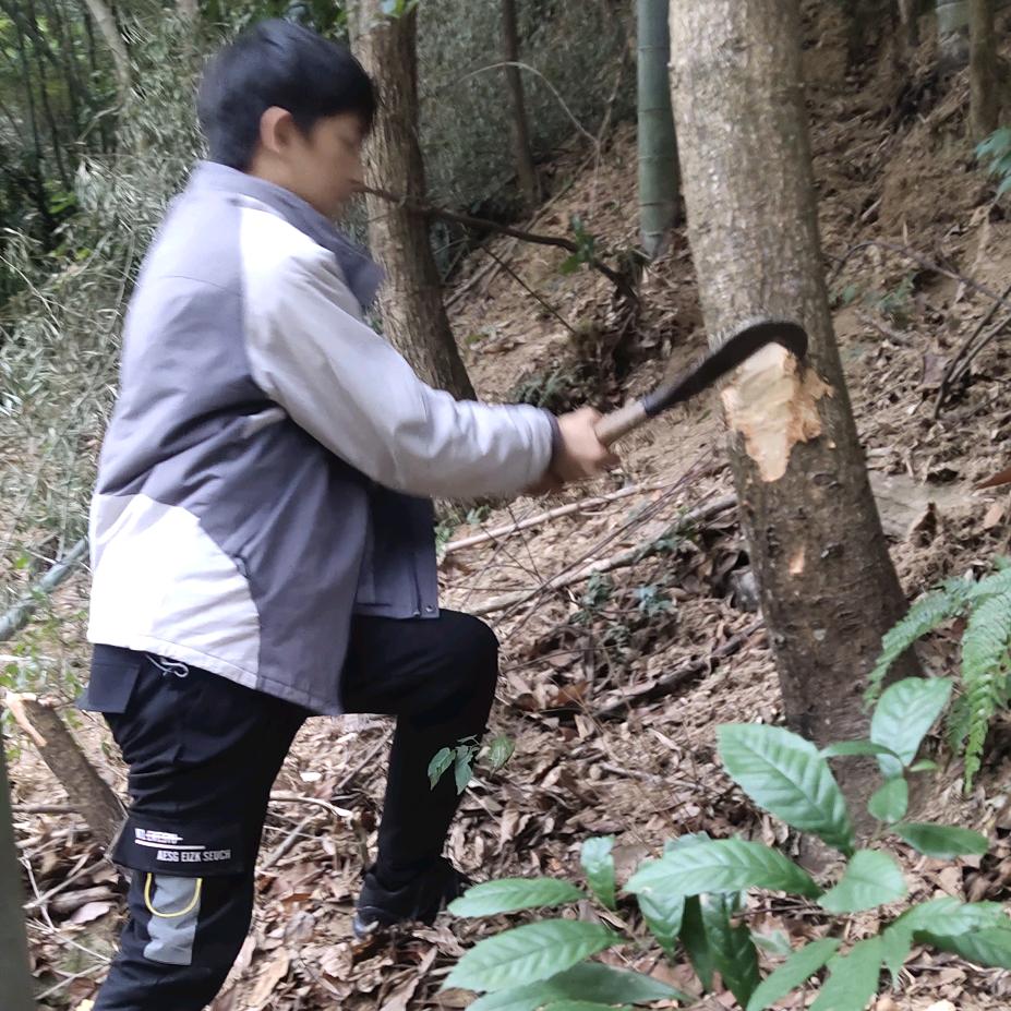 苗苗