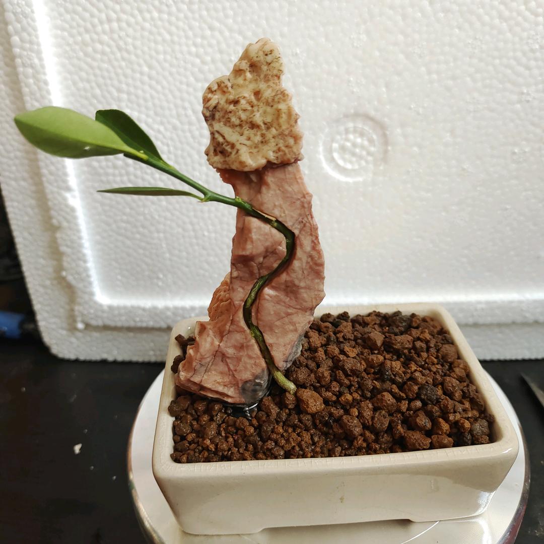 园艺爱好者