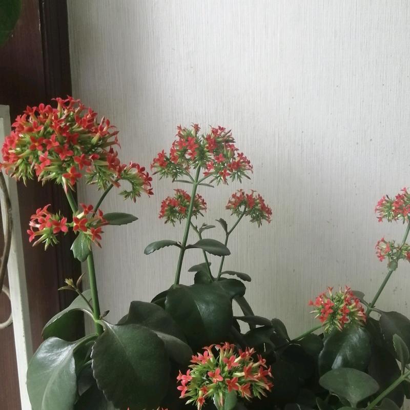 云飞扬
