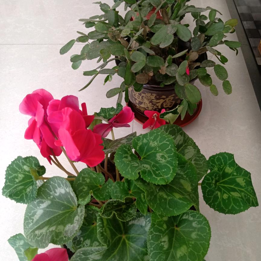 金笔生花