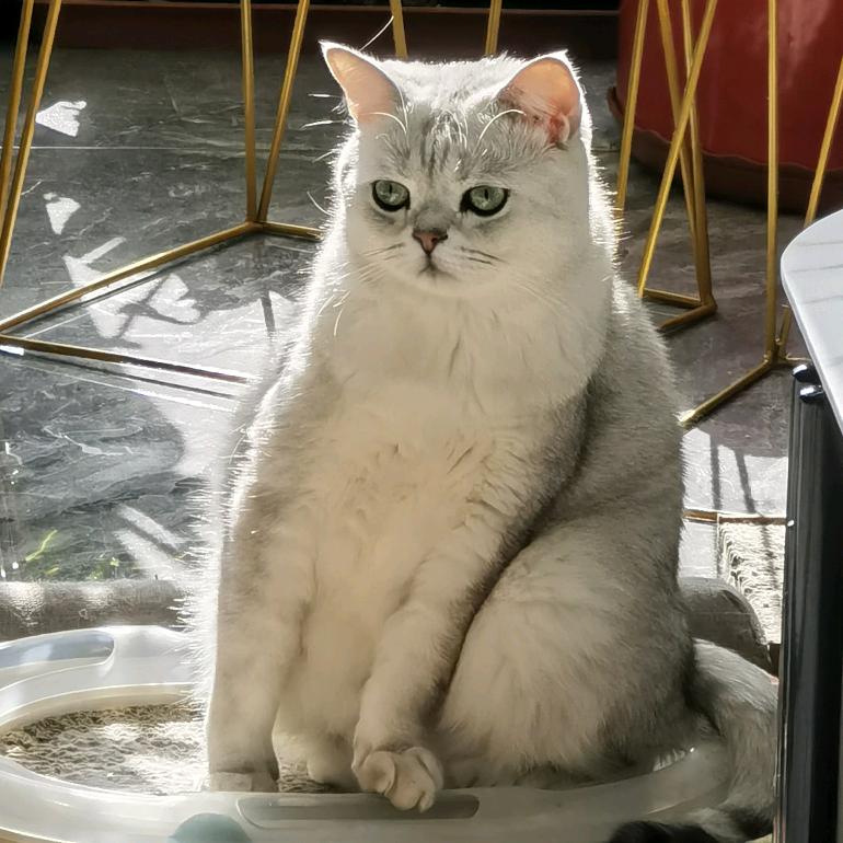 阿糖（见过瑞鹤图真迹版）