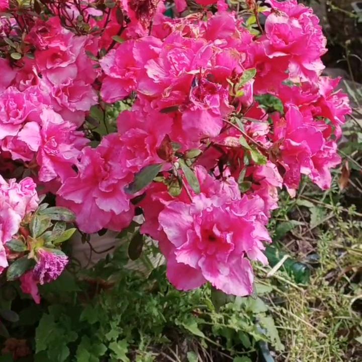 花🌸的世界