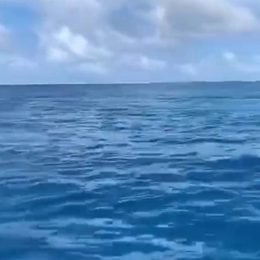 海鸥
