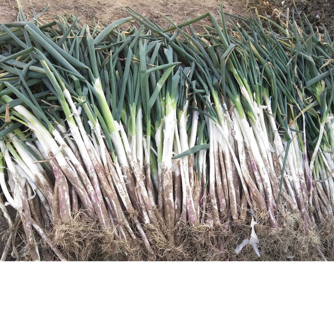 我们的明天更美好