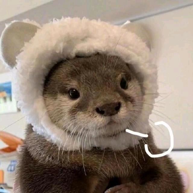 菜狗还得练