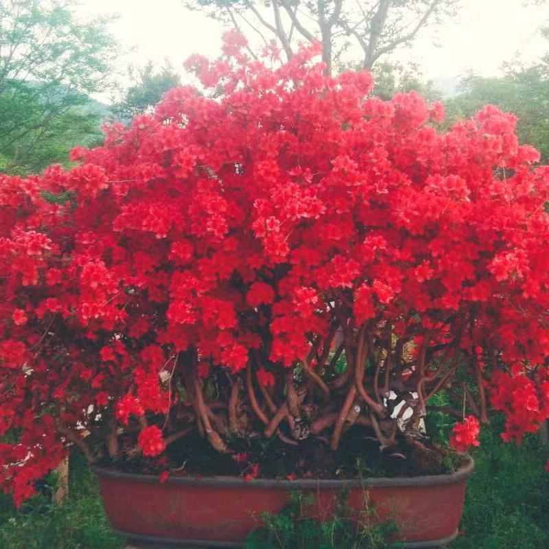 大别山腹地映山红