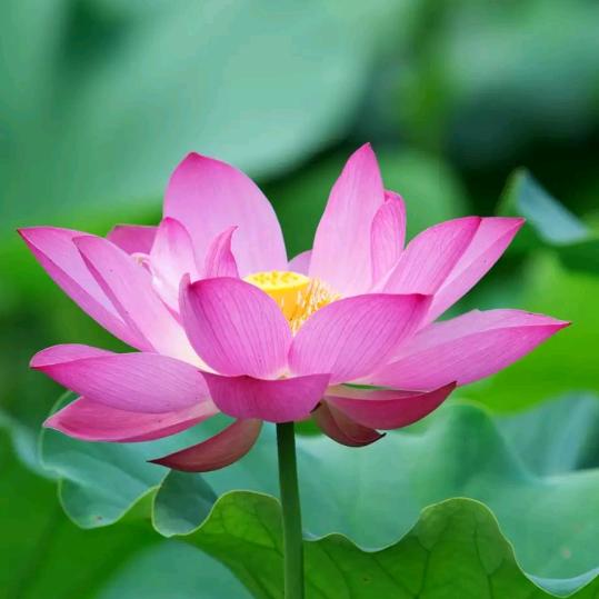 ꧁随心♥꧂