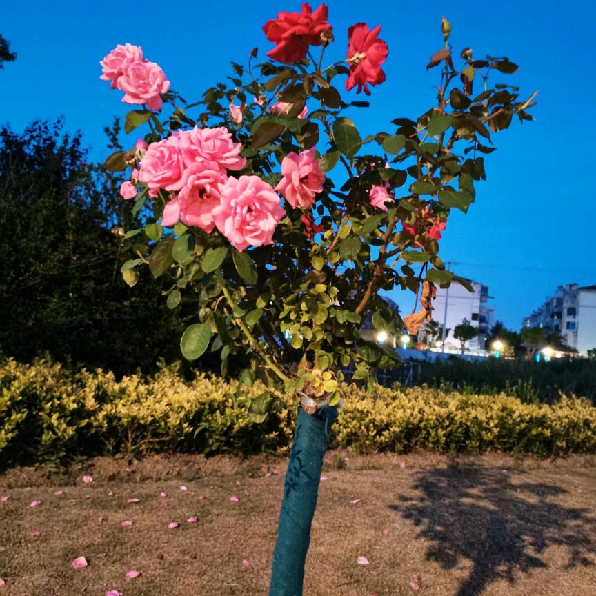 红玫瑰🌹