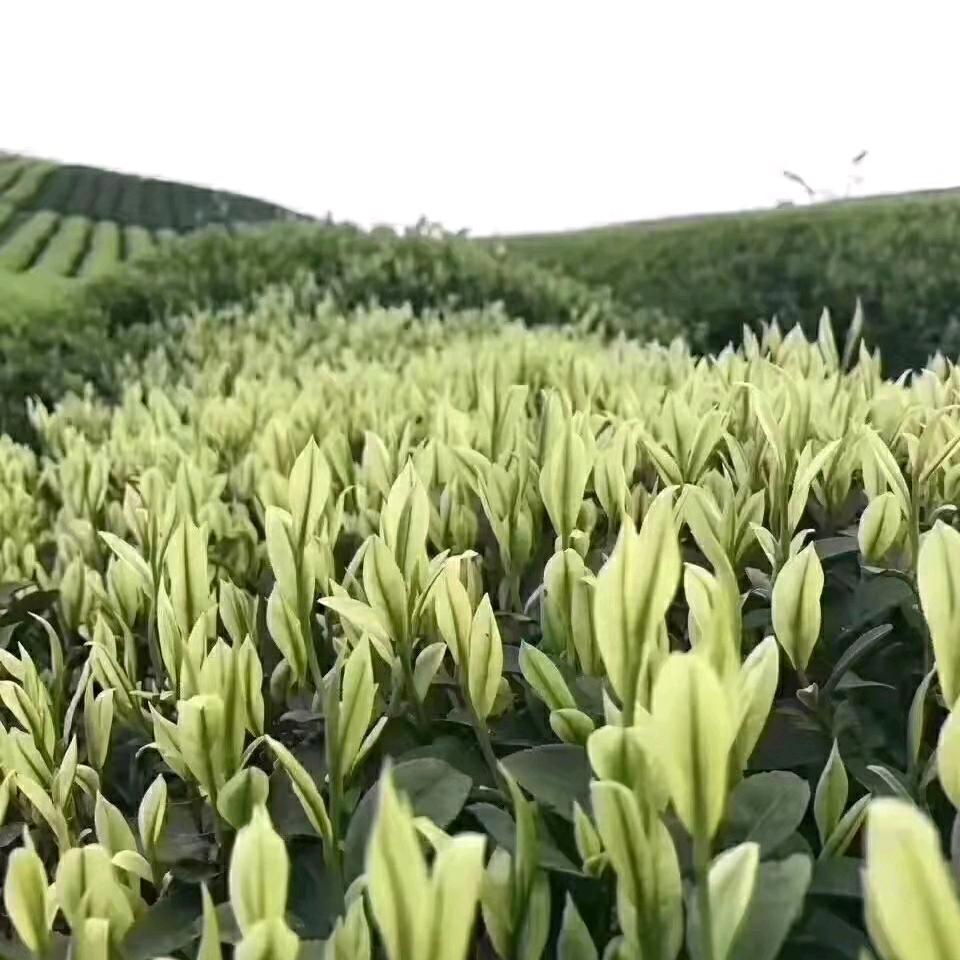 高山白茶砀山店，御都星城（美高美）楼下