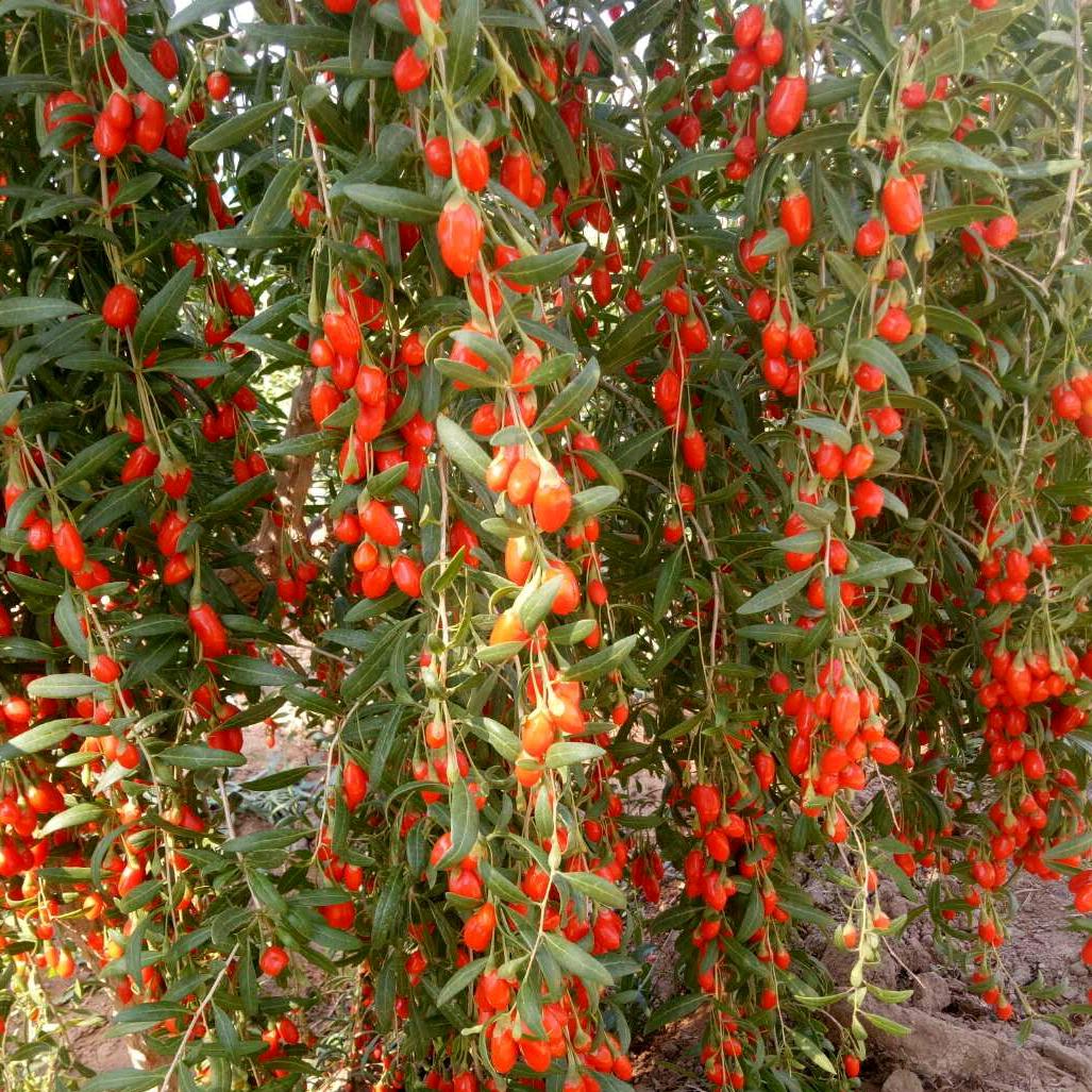 王伟江招摘枸杞工人