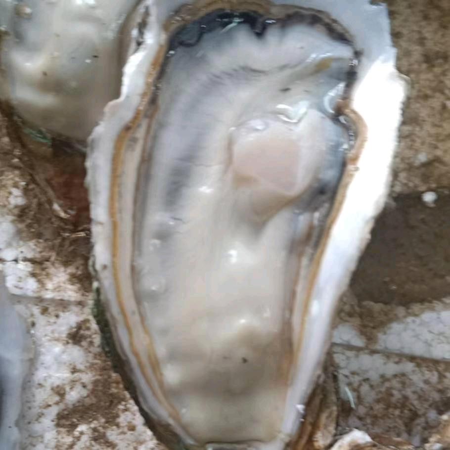 啊建生蚝批发