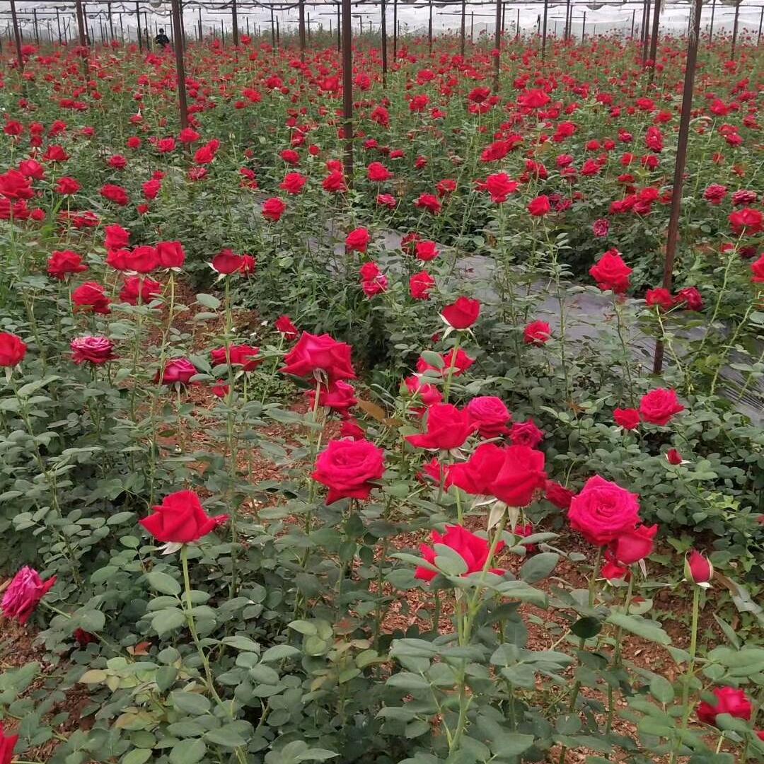 昆明市呈贡区涛裴花卉经营部