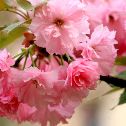 小百荷:暂时停播，线下有事