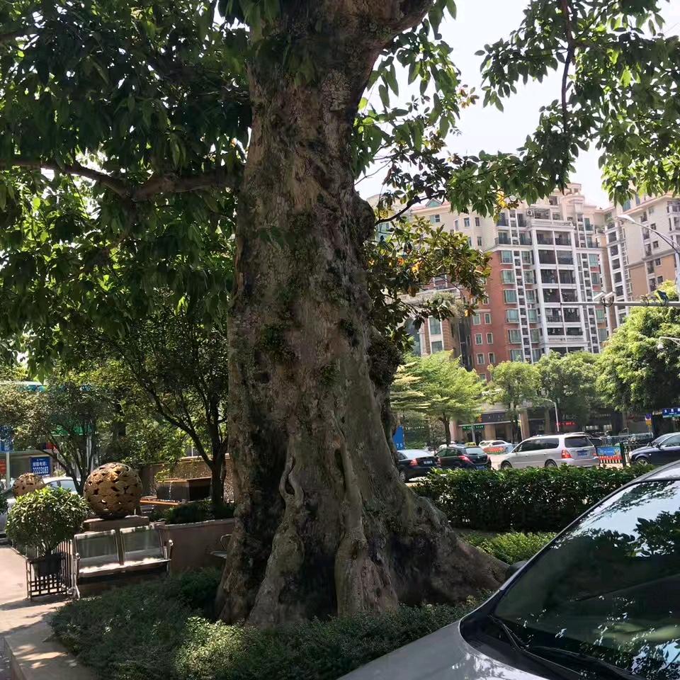 宁靜致遠