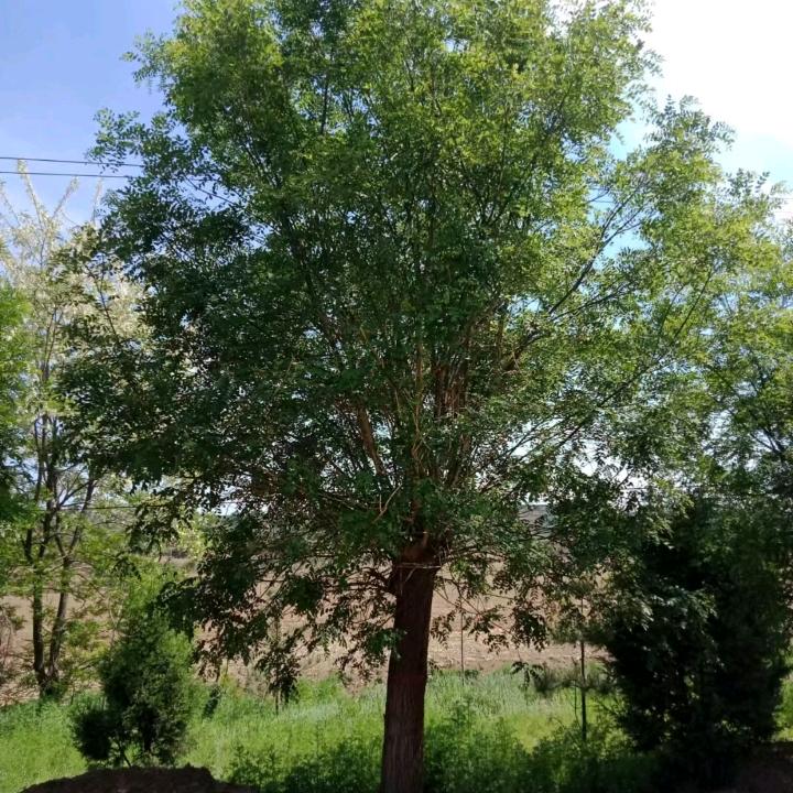 志丹县石家羊肉