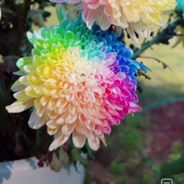 月半片反白勺手戈足尊土啬力⻌