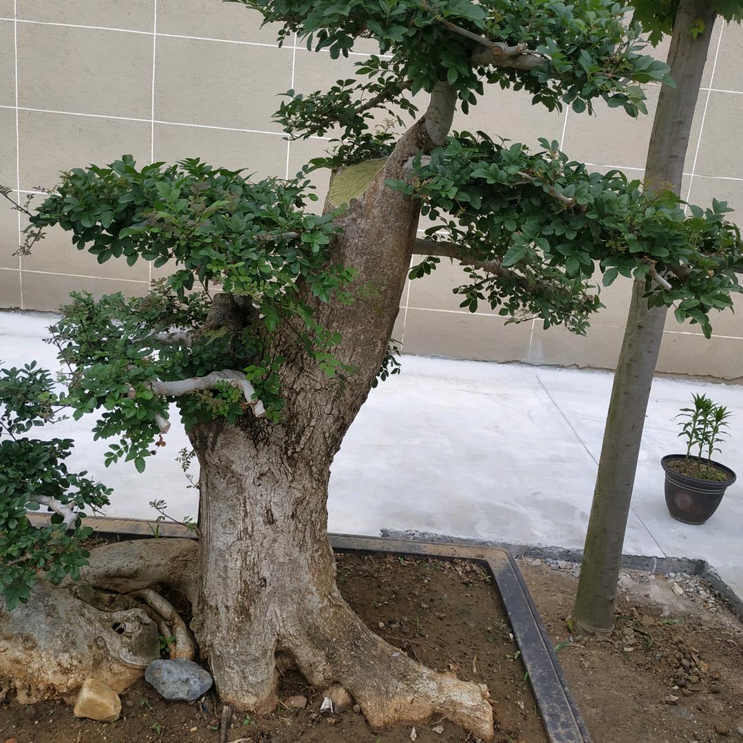 心语心愿