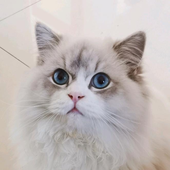 🌻🌻喵的故事🌻🌻