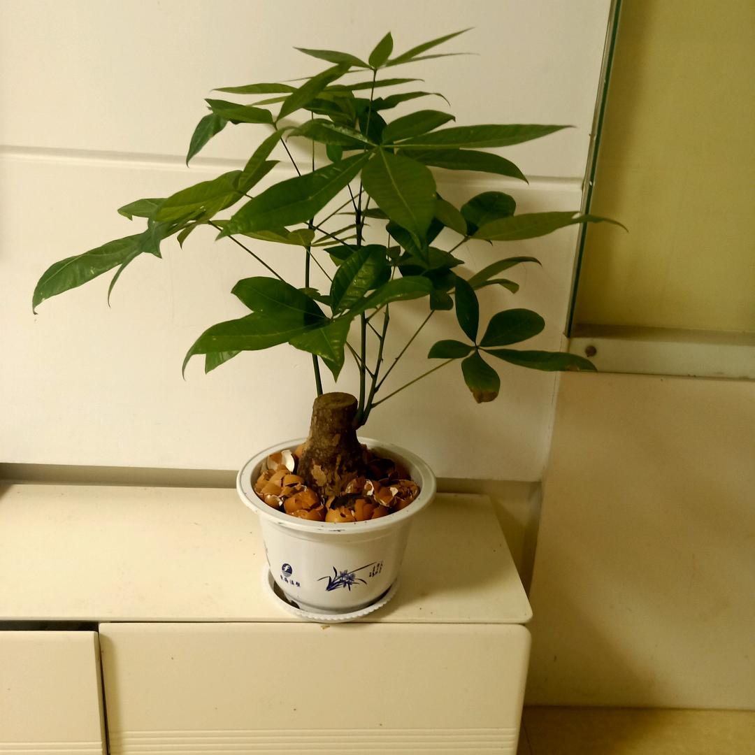 爱你一辈子，