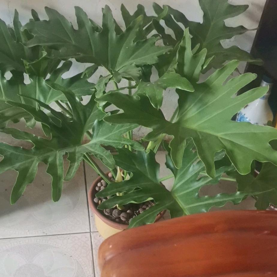 顺其自然