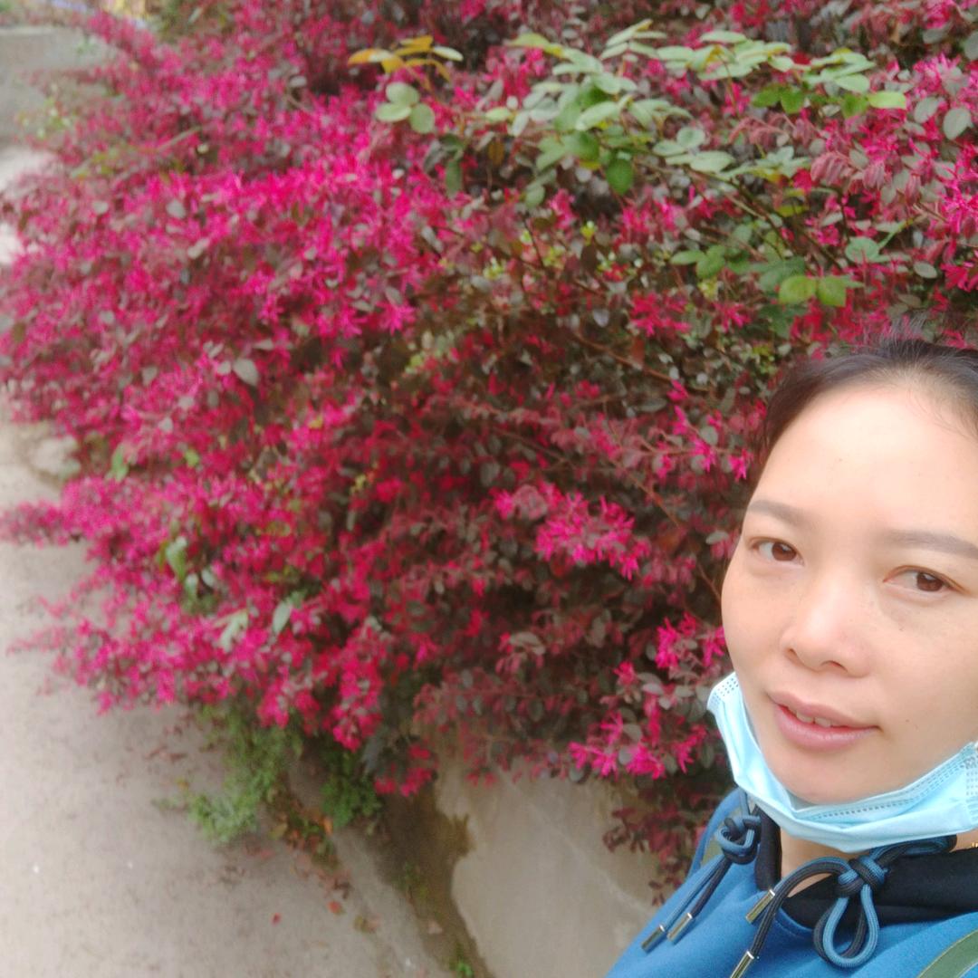 蔡聪仙