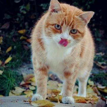 ╄→じ☆νě孤独じ☆veの狼