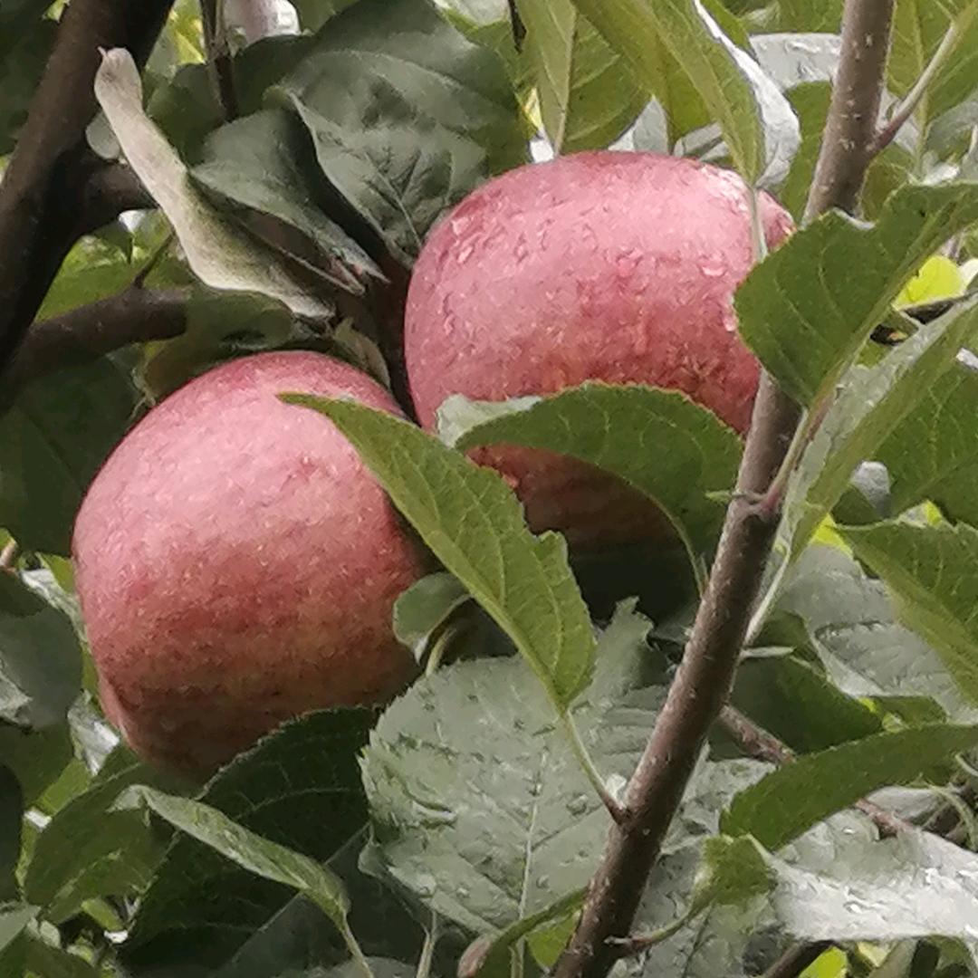 四川省阿坝州茂县九鼎山果农