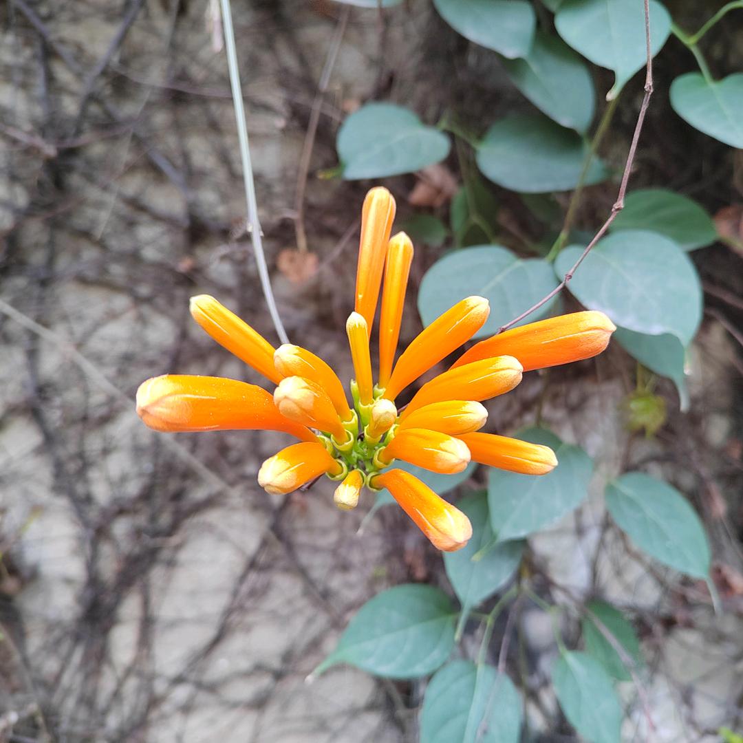 阿廖和他的露台