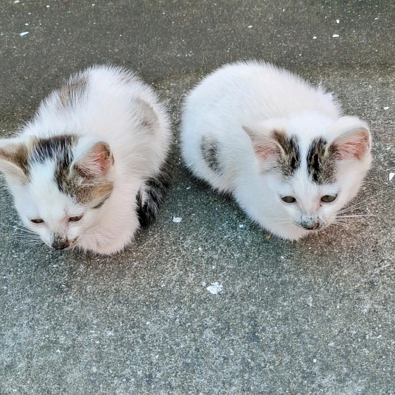 鑫荣废钨钢回收