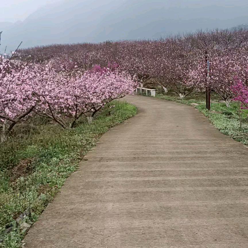 红果参种植，生产基地