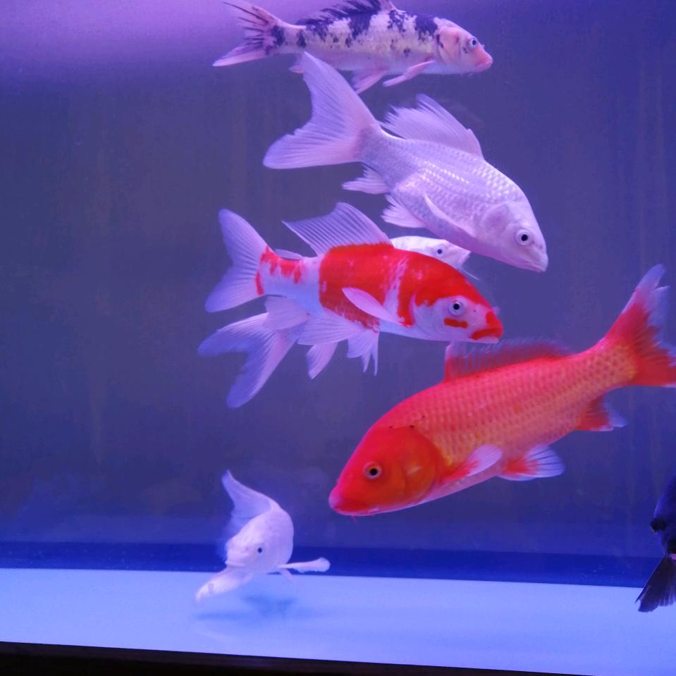 水晶球